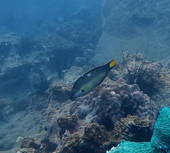 Orangefin wrasse (Halichoeres melanochir) — Labridae