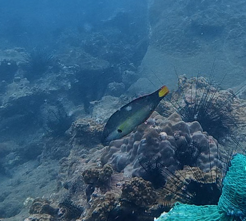 Orangefin wrasse (Halichoeres melanochir) — Labridae