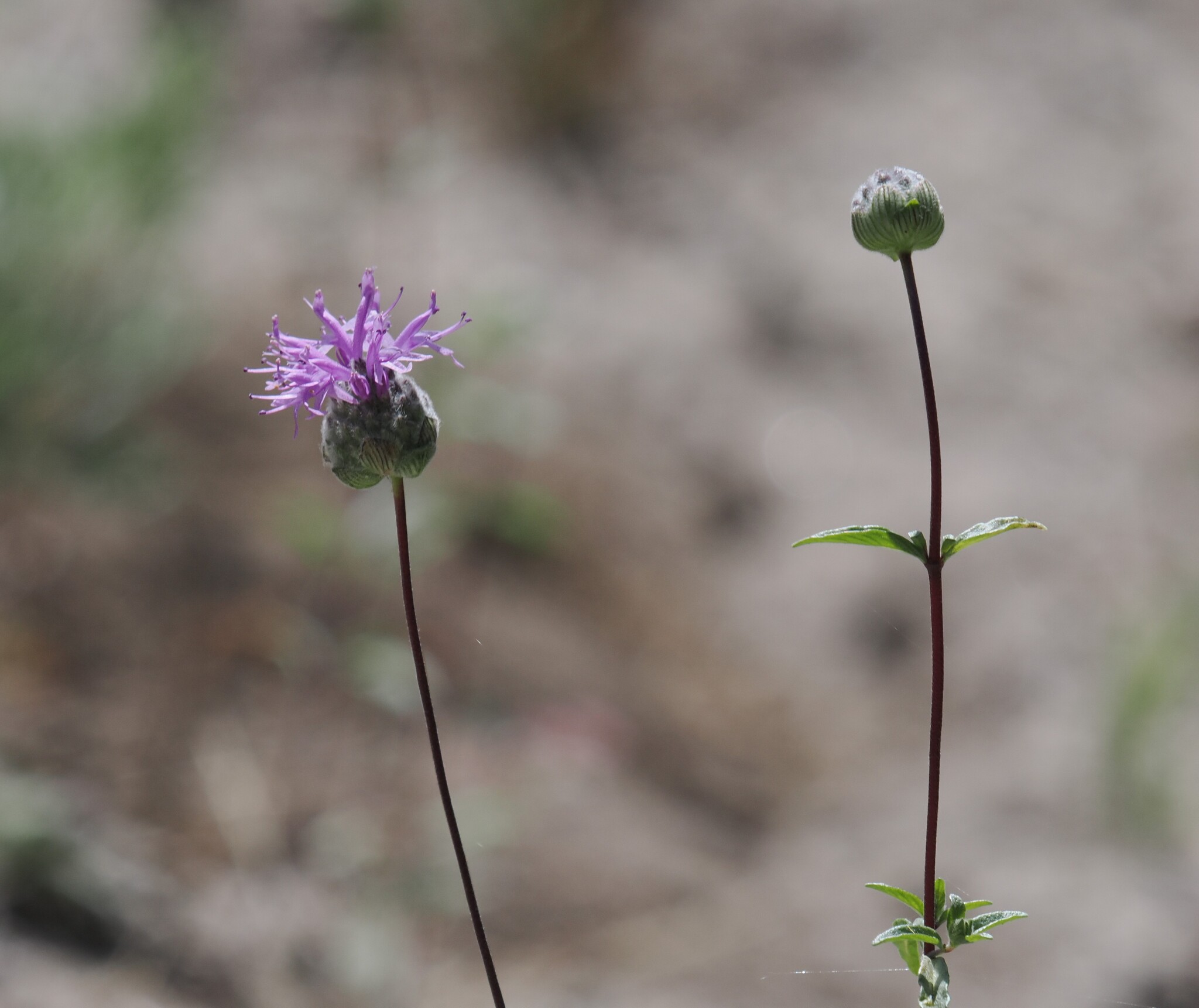 Imagem de Monardella sinuata