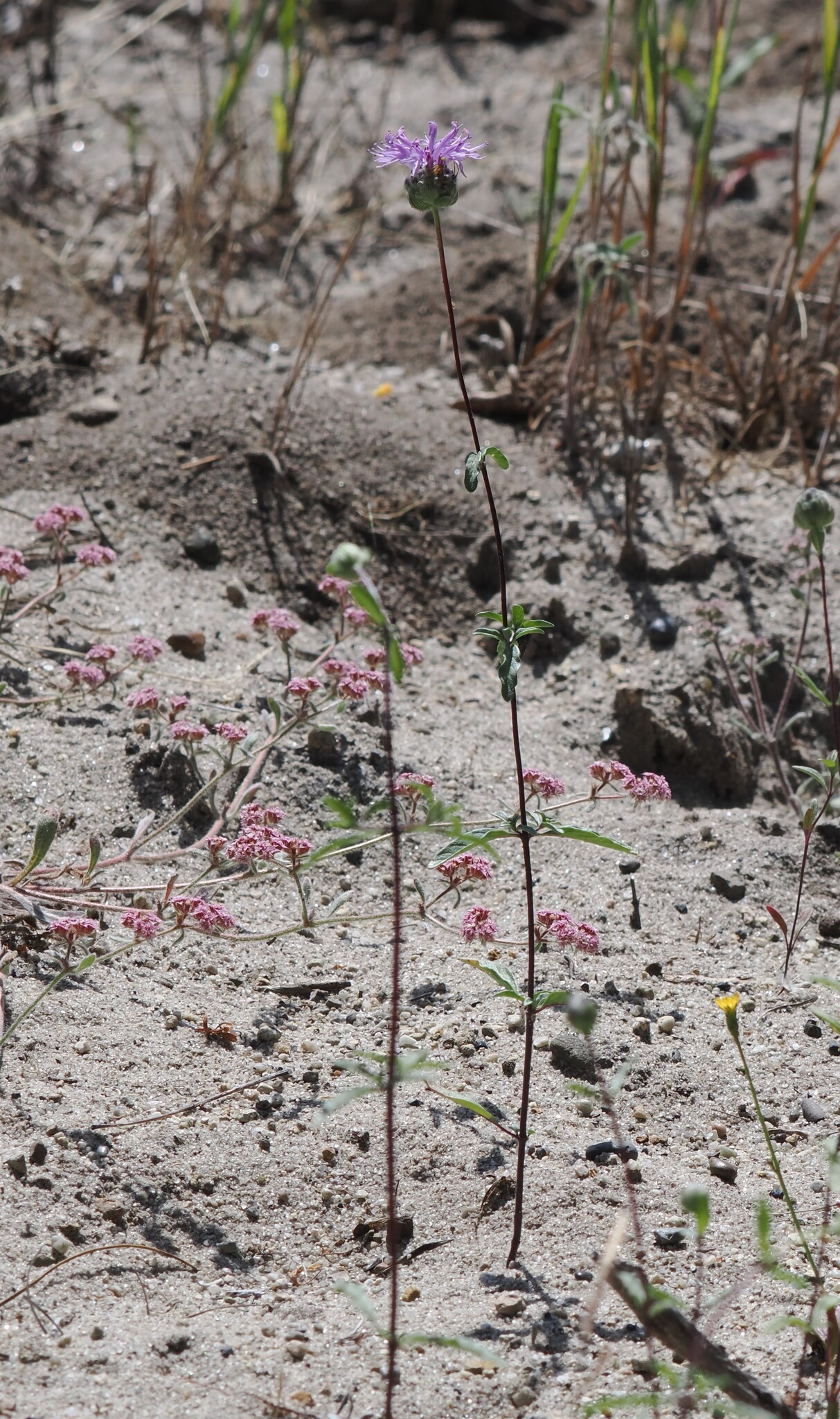 Imagem de Monardella sinuata