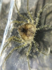 Halicarcinus