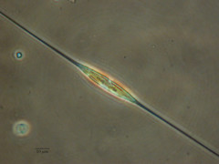 Cylindrotheca closterium