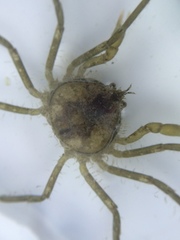 Halicarcinus