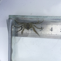 Halicarcinus