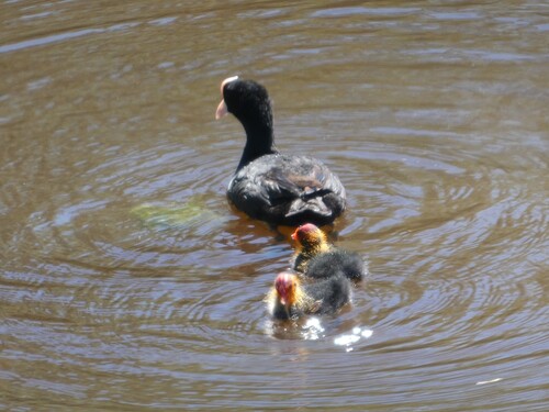 Avistamiento Fulica atra