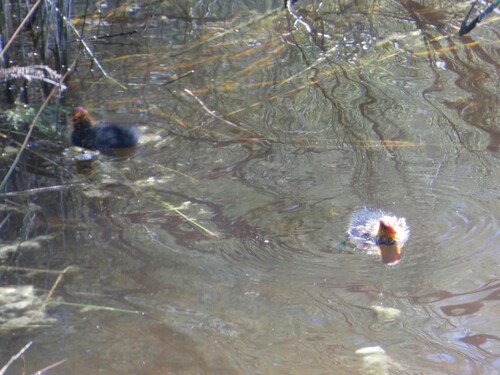Avistamiento Fulica atra