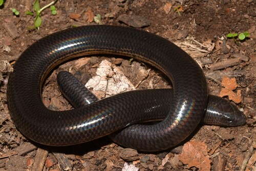 Black Limbless Skink, Melanoseps ater