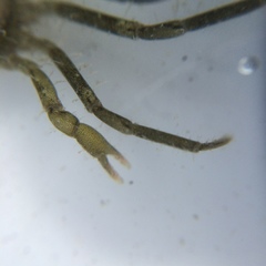 Halicarcinus