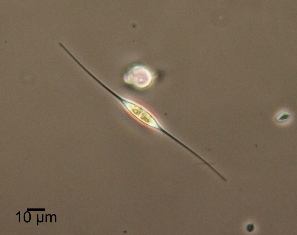 Cylindrotheca closterium