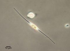 Cylindrotheca closterium