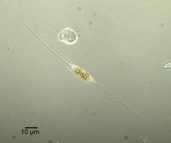 Cylindrotheca closterium