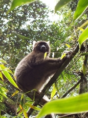 Prolemur simus