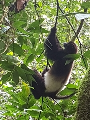 Propithecus edwardsi