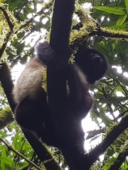 Propithecus edwardsi