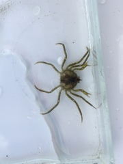 Halicarcinus