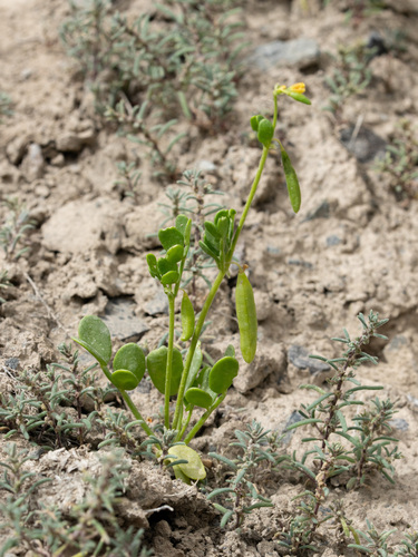 Syrian bean-caper