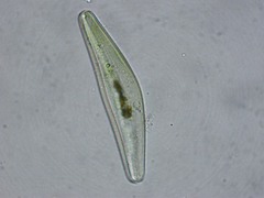 Cymbella
