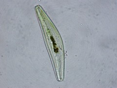 Cymbella