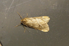 Alsophila aescularia