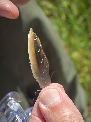 Plume de Marouette ponctuée