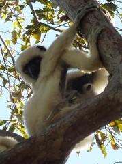 Propithecus deckenii