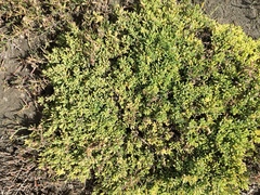 Suaeda novae-zelandiae