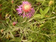 Centaurea stoebe australis