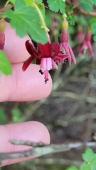 Ribes lobbii, photograph author not stated, no rights reserved