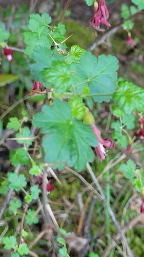 Ribes lobbii, photograph 3