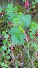 Ribes lobbii, photograph author not stated, no rights reserved