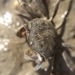 Tunneling Mud Crab - Photo (c) Kate McCombs, some rights reserved (CC BY-NC), uploaded by Kate McCombs