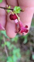 Ribes lobbii, photograph author not stated, no rights reserved