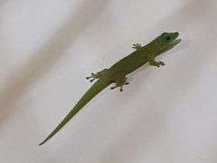Phelsuma kochi