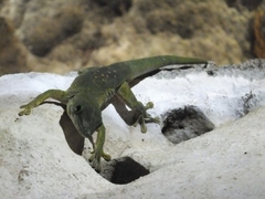Phelsuma kochi