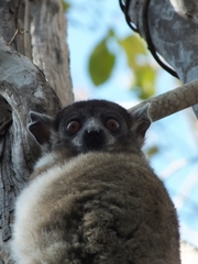 Lepilemur