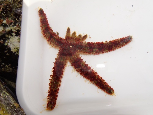 Coscinasterias acutispina observed 2026-04-20