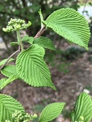 Viburnum plicatum