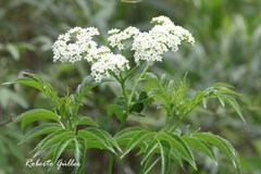 Sambucus australis