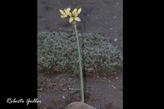 Zephyranthes gilliesiana