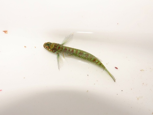 Eviota prasina observed 2026-04-20