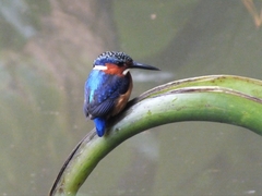 Corythornis vintsioides