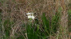 Hymenocallis liriosme