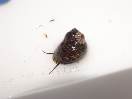 Monodonta neritoides observed 2026-04-20