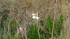 Hymenocallis liriosme