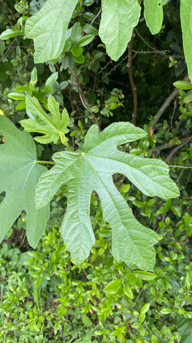 Ficus carica
