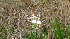 Hymenocallis liriosme