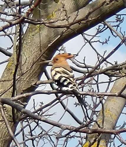 Common Hoopoe