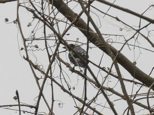 Grey-headed Nigrita (Nigrita canicapillus), photo 2