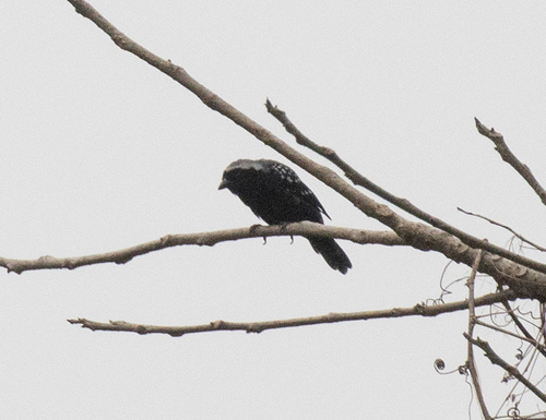 Grey-headed Nigrita (Nigrita canicapillus), photo 1