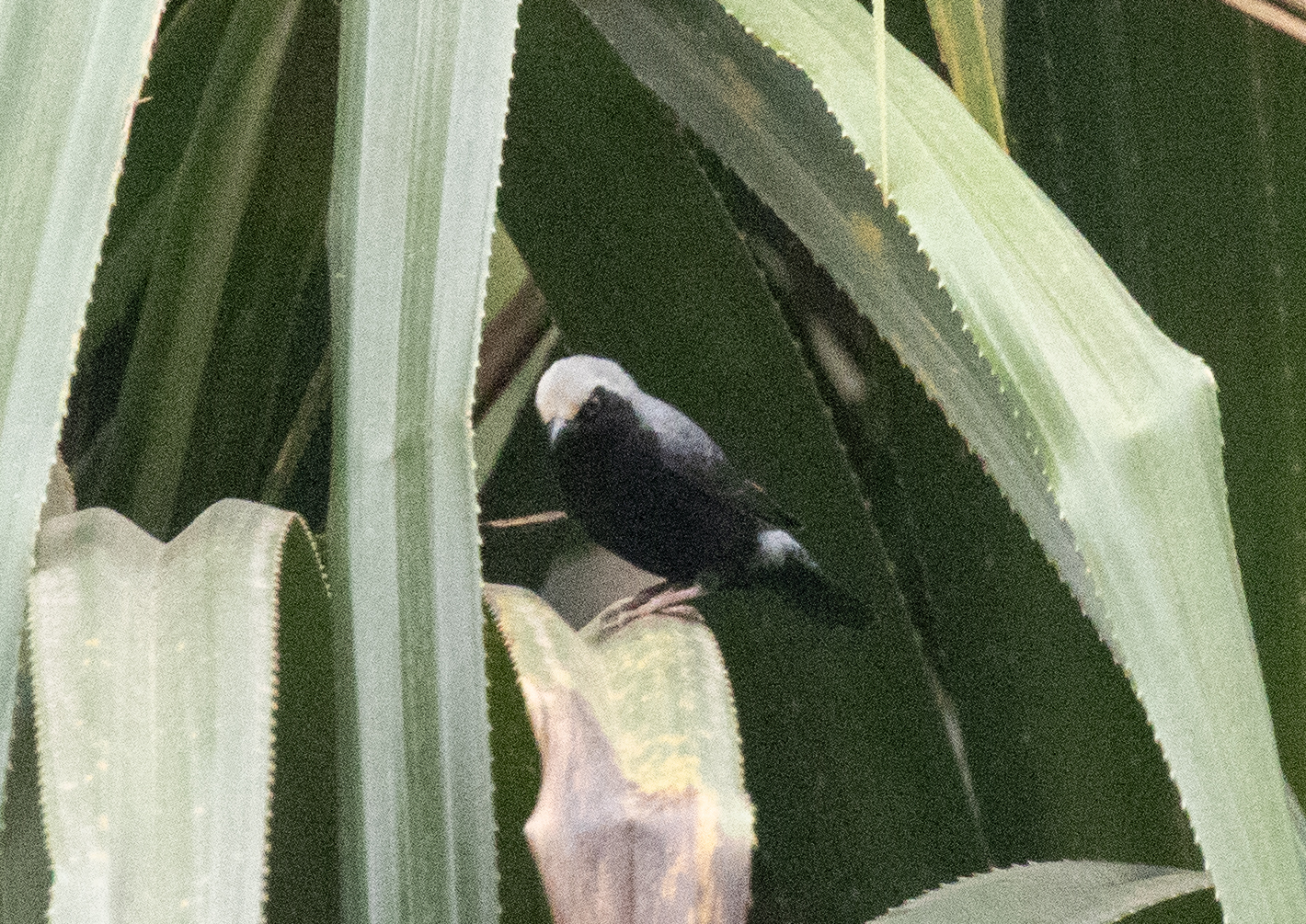Pale-fronted Nigrita (Nigrita luteifrons), photo 2